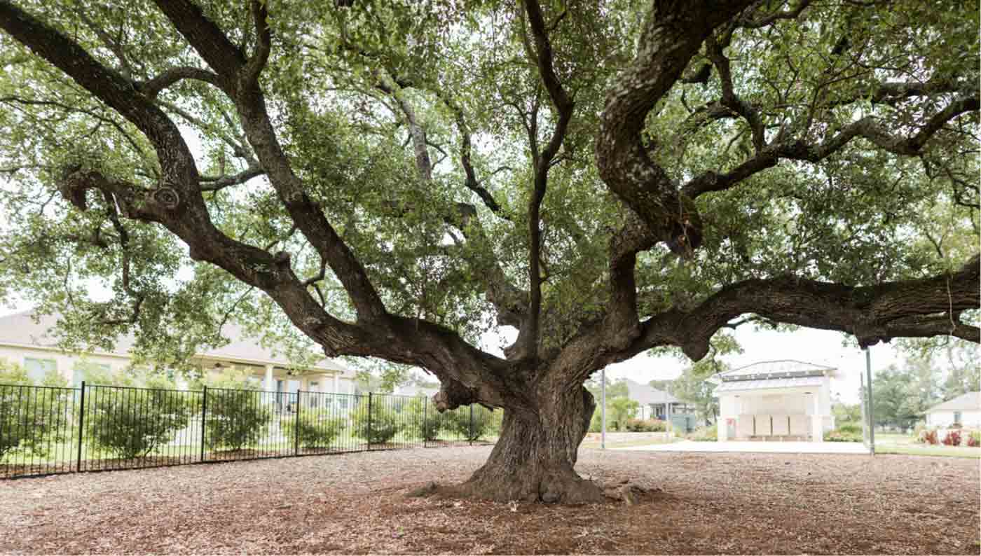 Photo of a tree in a park with many thick windy branches.